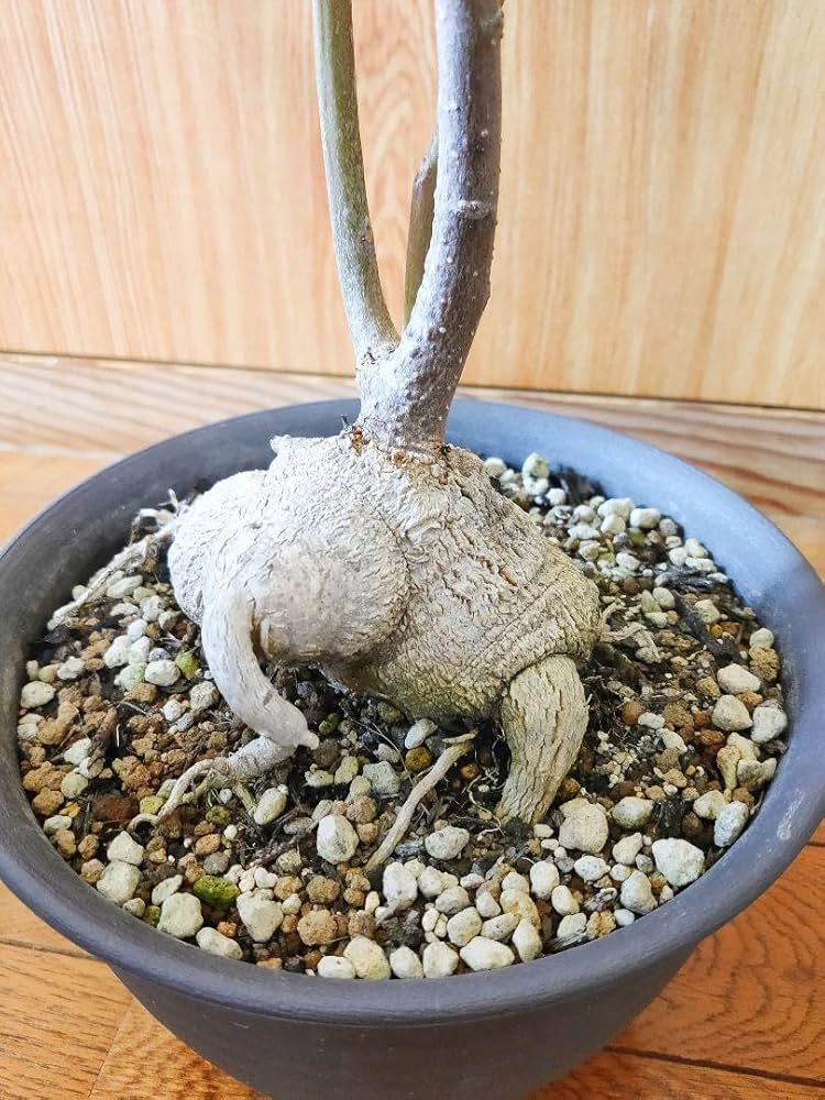 激レア　モリンガ　オバリフォリア　モリンガ苗　スーパーフード　奇跡の樹　鉢植え 激レア モリンガ オバリフォリア モリンガ苗 スーパーフード 奇跡の樹